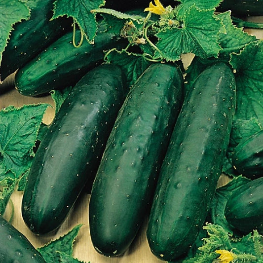 Cucumber - Marketmore
