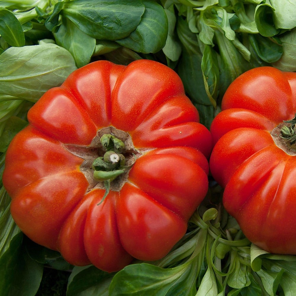 Tomato - Marmande