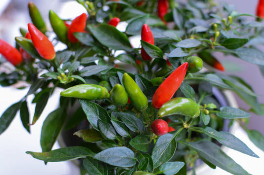 Chilli - Mirch (2K - 3K SHU)