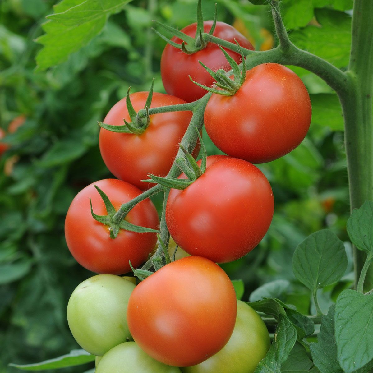Tomato - Moneymaker