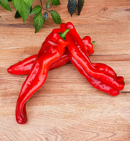 Pepper - Palermo