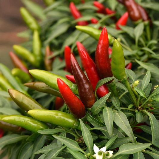 Chilli - Quickfire (30K - 40K SHU)