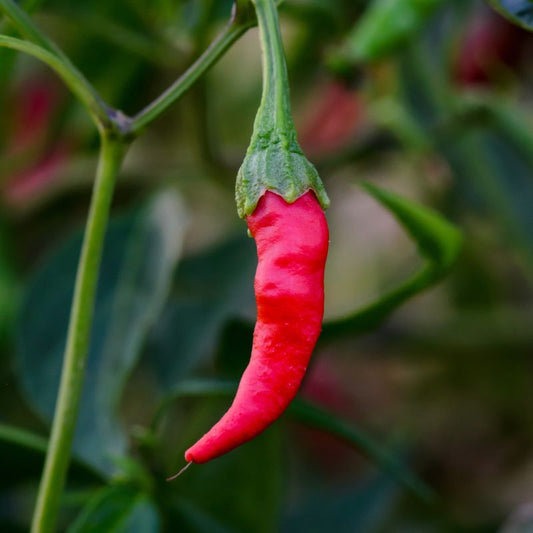 Chilli - Curry Red Hot (50K - 100K SHU)