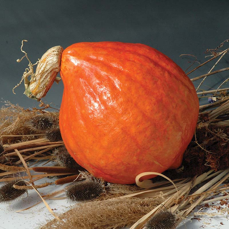 Pumpkin - Red October