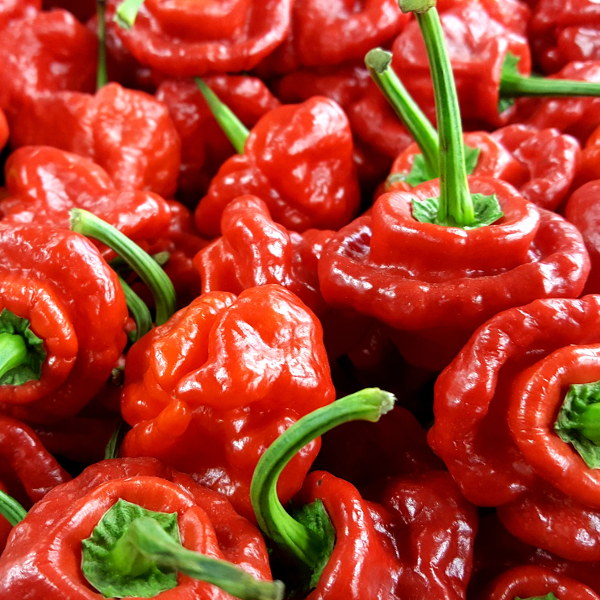 Chilli - Scotch Bonnet (100K - 450K SHU)