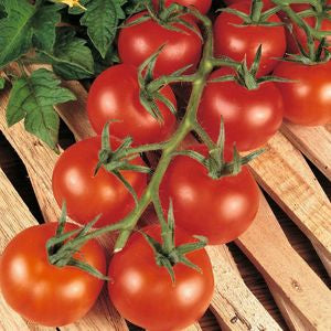Tomato - Shirley
