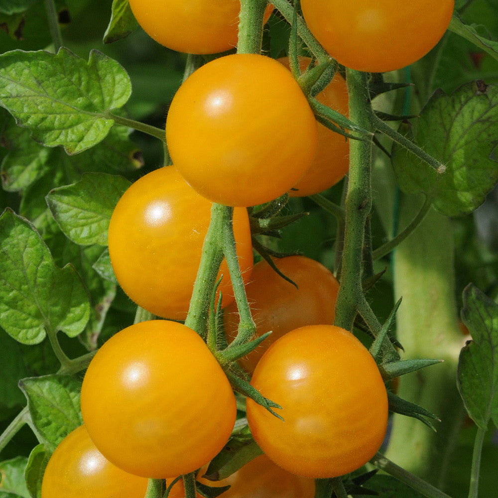 Tomato - Sungold