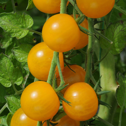Tomato - Sungold