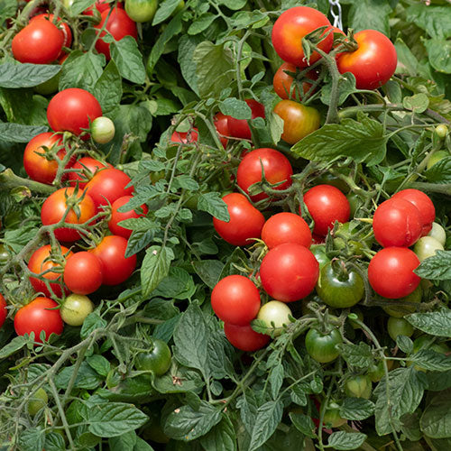 Tomato - Tumbling Tom Red