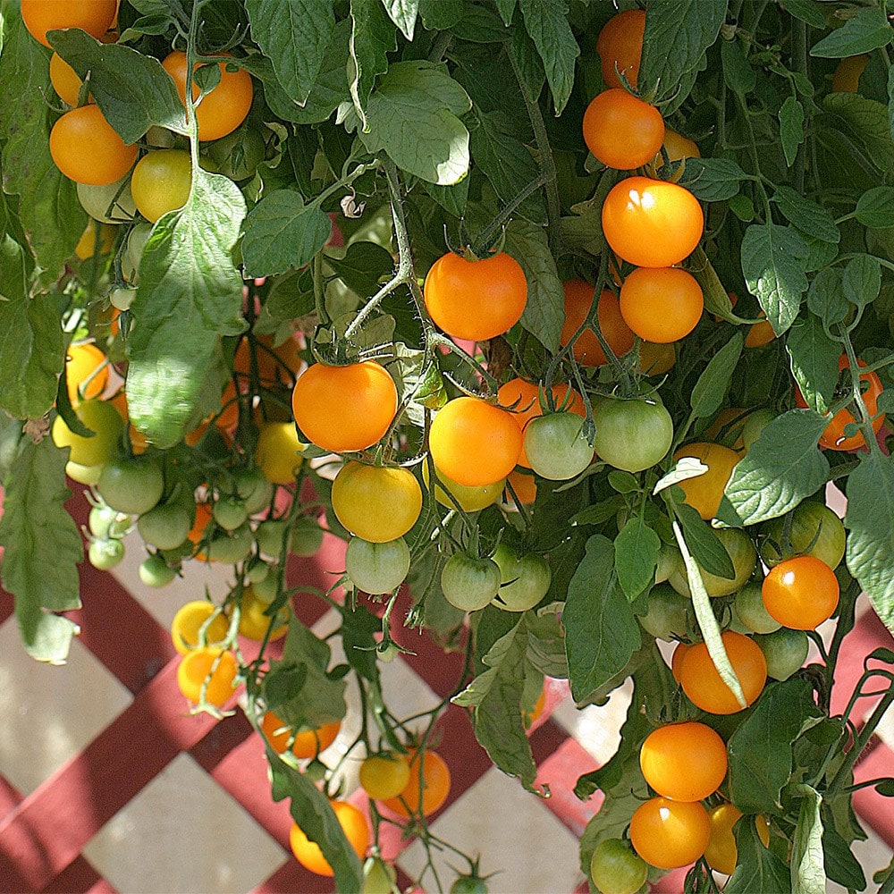 Tomato - Tumbling Tom Yellow