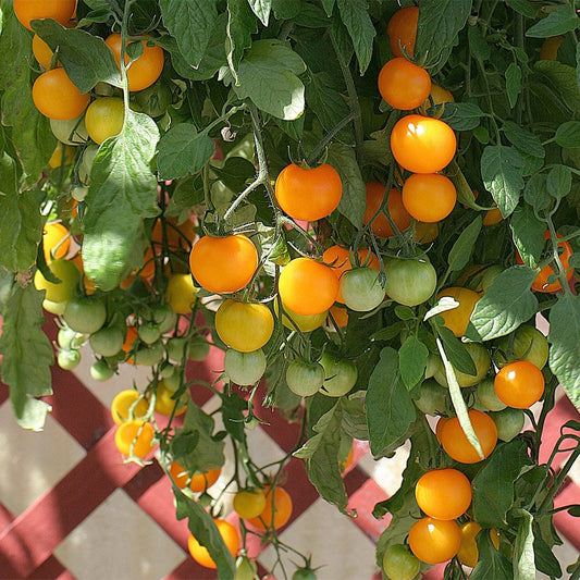Tomato - Tumbling Tom Yellow
