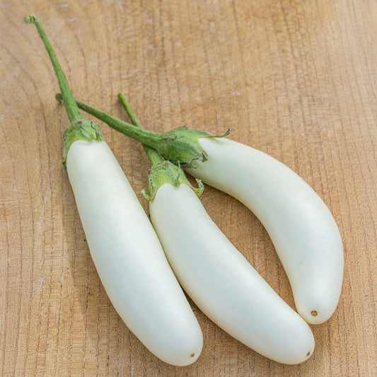 Aubergine - White Knight