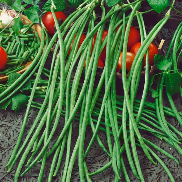 French Bean - Yard Long