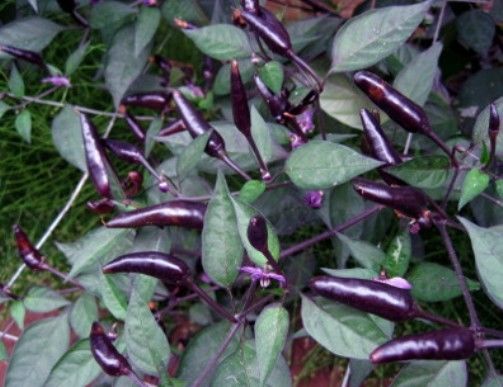 Chilli - Zimbabwe Black (20K - 30K SHU)